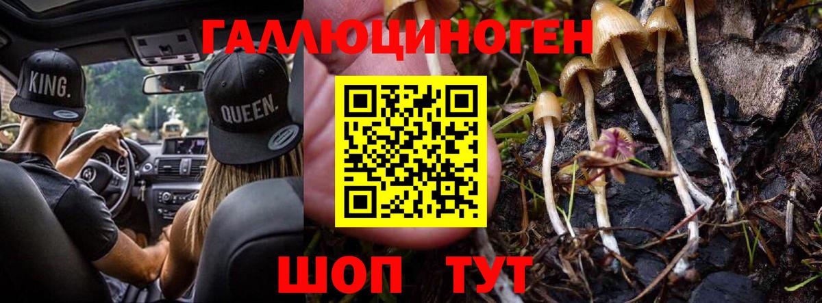 Псилоцибиновые грибы Psilocybe Ессентуки